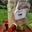 Jus de pomme bio