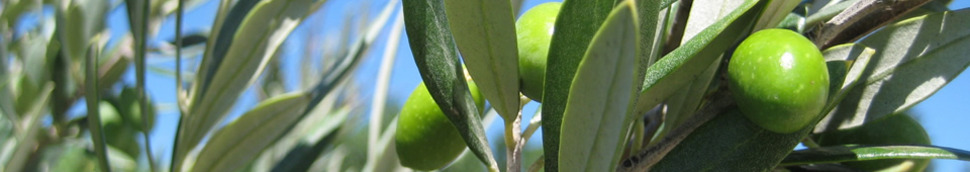 Huile d'olive