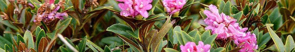 Miel de rhododendron