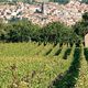 Vin blanc d'Auvergne